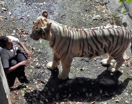 印度新德里德里動(dòng)物園中一只白虎攻擊翻入圍欄的一名男子，最終將其咬死。