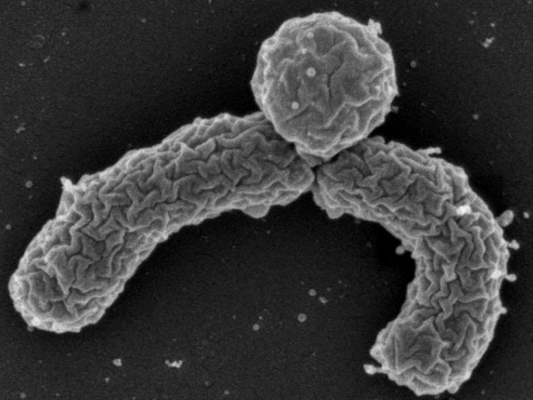 sn-antibiotic Eleftheria terrae